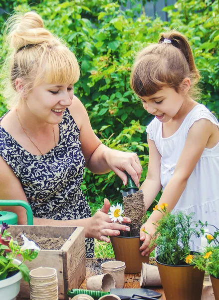 En liten flicka planterar blommor. Den unga trädgårdsmästaren. Selektiv inriktning. — Stockfoto