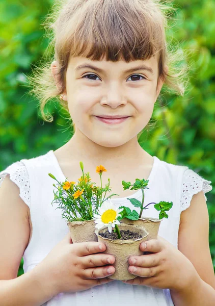 Una niña está plantando flores. El joven jardinero. Enfoque selectivo. —  Fotos de Stock