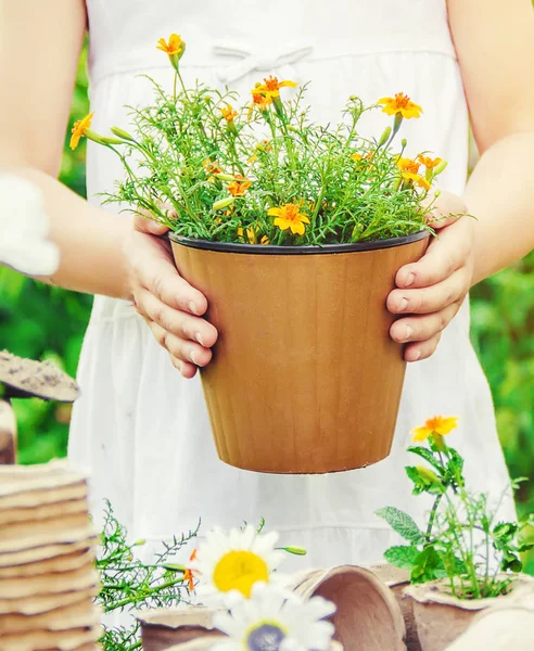 Een klein meisje plant bloemen. De jonge tuinman. Selectieve focus. — Stockfoto