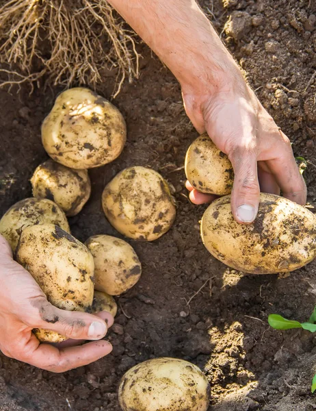 Sayuran organik buatan sendiri di tangan kentang laki-laki . — Stok Foto