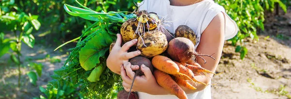 Ekologiczne domowe warzywa zbierają marchewki i buraki — Zdjęcie stockowe