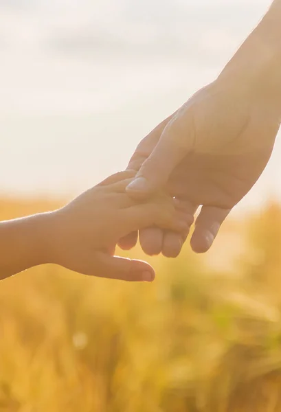 Рука дитини та батька на пшеничному полі . — стокове фото