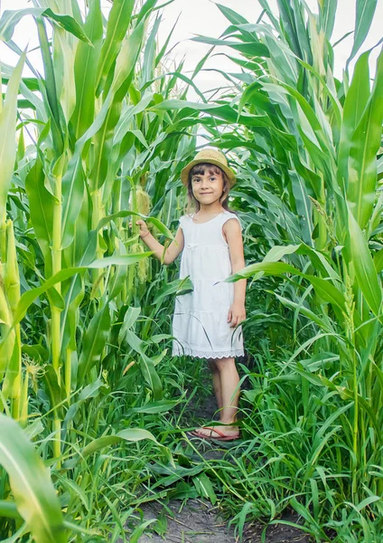 Dziecko w polu kukurydzy. drobnego rolnika. Selektywny fokus. — Zdjęcie stockowe