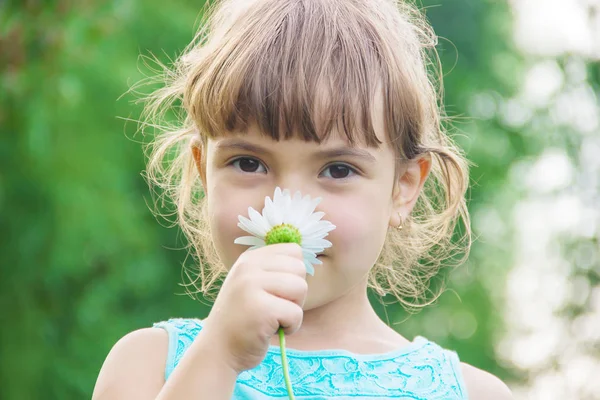 Das Mädchen hält Kamillenblüten in ihren Händen. Selektiver Fokus. — Stockfoto