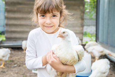 Biyolojik tavuklar çiftlikte bir çocuk.