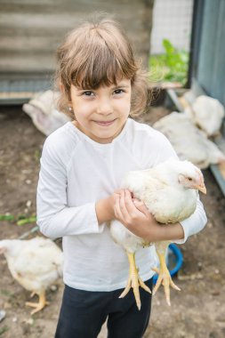 Biyolojik tavuklar çiftlikte bir çocuk.