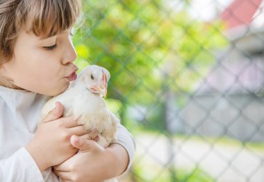 Biyolojik tavuklar çiftlikte bir çocuk.