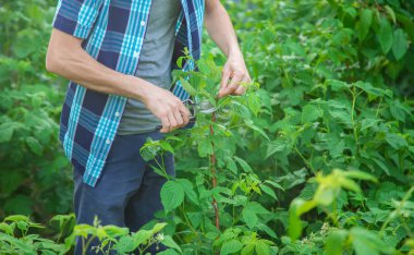 bahçıvan budama çalılar çalılar. Bahçe. Seçici odaklama.