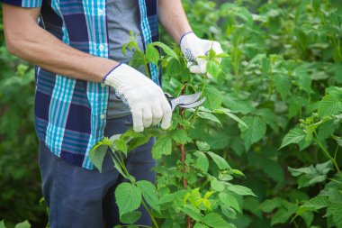 bahçıvan budama çalılar çalılar. Bahçe. Seçici odaklama.