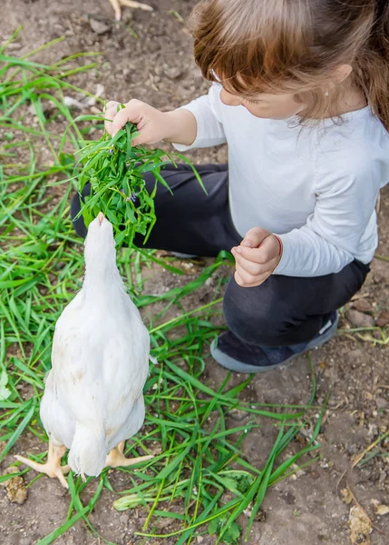 Bio galinhas em uma fazenda em casa uma criança. — Fotografia de Stock