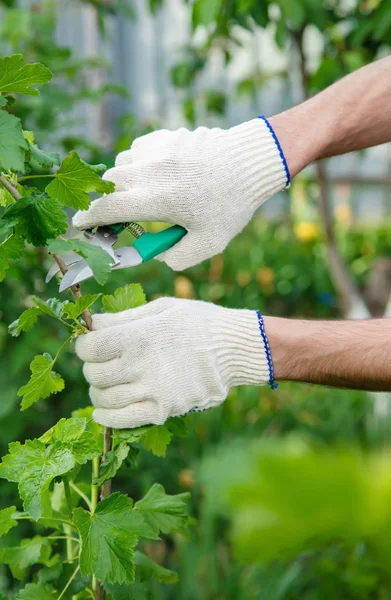 Podadora jardinera podadora arbustos. Jardín. Enfoque selectivo . — Foto de Stock