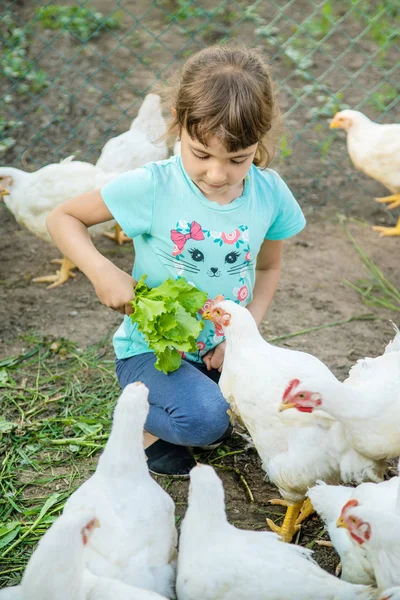 Bio chickens on a home farm a children. — Stock Photo, Image