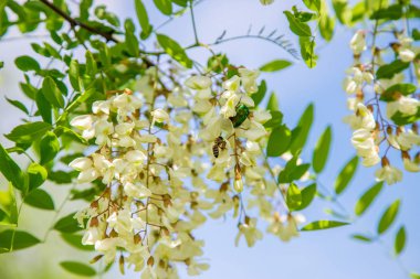 Bahçede çiçekli akasya ağacı. Seçici odaklama.