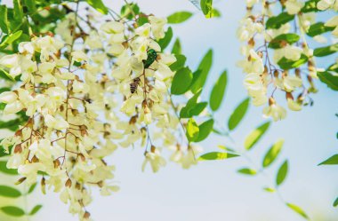 Bahçede çiçekli akasya ağacı. Seçici odaklama.