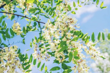 Bahçede çiçekli akasya ağacı. Seçici odaklama.