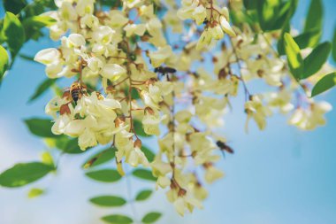 Bahçede çiçekli akasya ağacı. Seçici odaklama.
