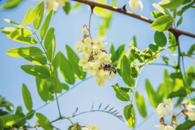 Bahçede çiçekli akasya ağacı. Seçici odaklama.