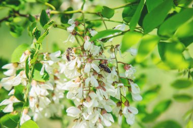 Bahçede çiçekli akasya ağacı. Seçici odaklama.