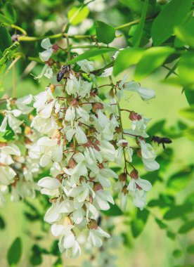 Bahçede çiçekli akasya ağacı. Seçici odaklama.
