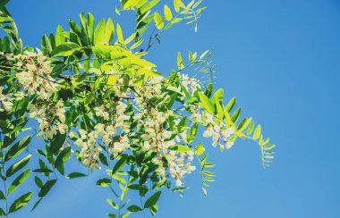 Bahçede çiçekli akasya ağacı. Seçici odaklama.