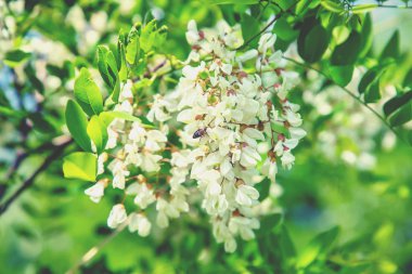 Bahçede çiçekli akasya ağacı. Seçici odaklama.