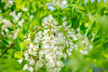 Bahçede çiçekli akasya ağacı. Seçici odaklama.