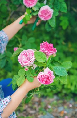 bahçıvan budama çay gül makası. seçici odaklama.