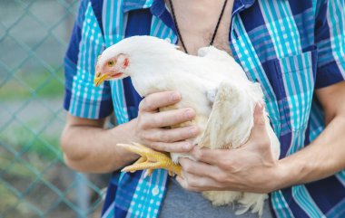 elinde bir tavuk tutan adam çiftçi. Seçici odaklama.