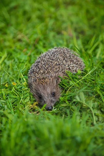 Pequeño erizo en la naturaleza. animales. enfoque selectivo . —  Fotos de Stock