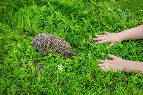 Doğada küçük kirpi. Hayvan. seçici odaklama. — Stok fotoğraf