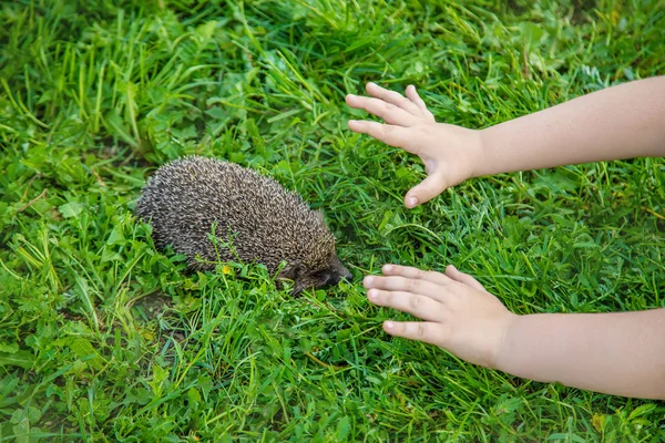 Pequeño erizo en la naturaleza. animales. enfoque selectivo . —  Fotos de Stock