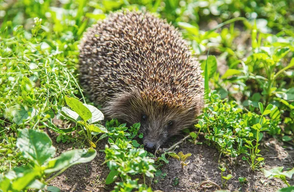 Pequeño erizo en la naturaleza. animales. enfoque selectivo . — Foto de Stock