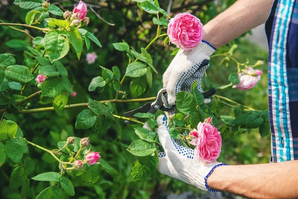 Садовник, обрезающий ножницы для чая и роз. селективный фокус . — стоковое фото