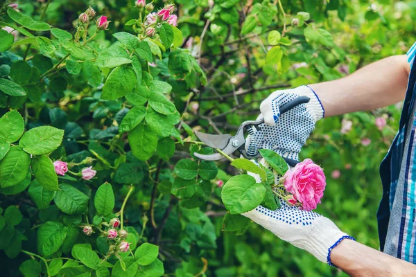 Jardinero hombre poda té rosa tijeras. enfoque selectivo . — Foto de Stock