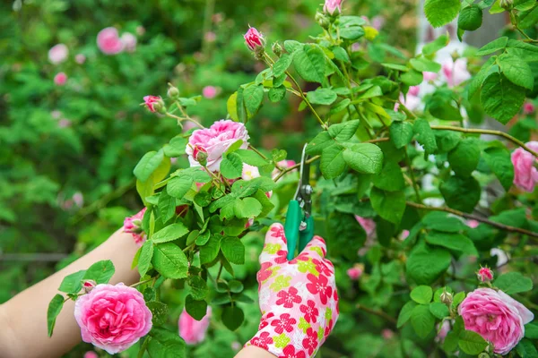 Садовник обрезает чайные ножницы для роз. селективный фокус . — стоковое фото