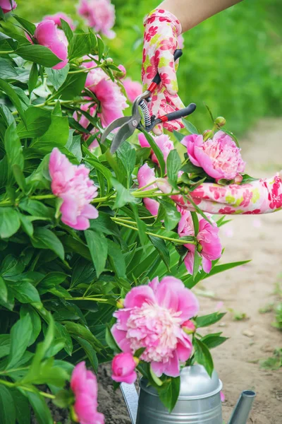 Tuinman snoeien bloemen pioenrozen pruners. selectieve focus. — Stockfoto