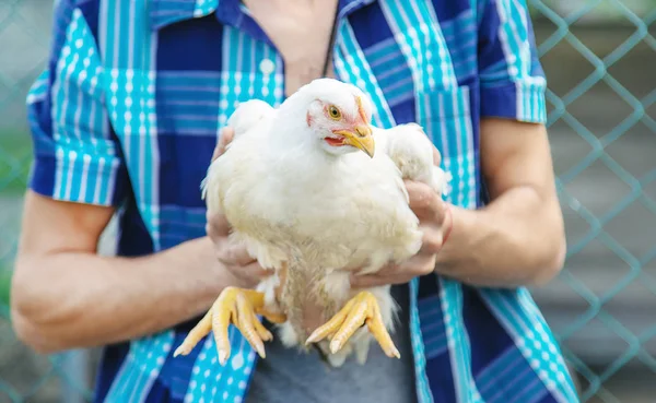Man farmer holding a chicken in his hands. Selective focus. — Stock Photo, Image