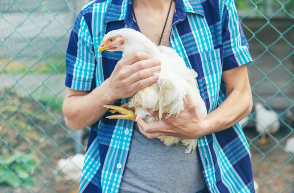 man farmer holding a chicken in his hands. Selective focus.