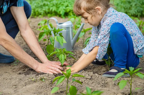 Anak dan ayah tanaman di kebun. Fokus selektif . — Stok Foto