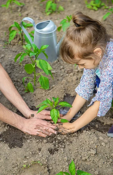 Anak dan ayah tanaman di kebun. Fokus selektif . — Stok Foto