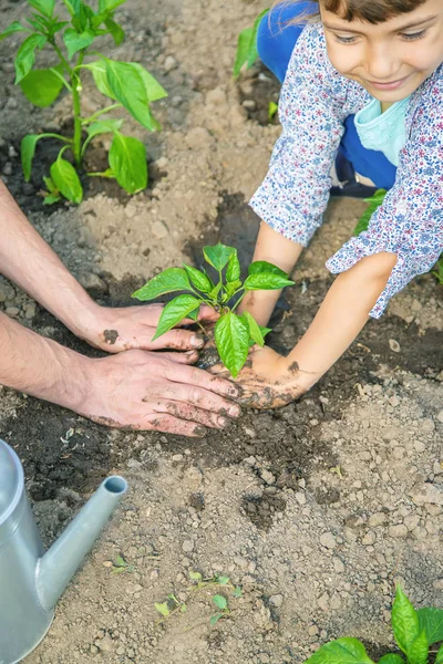 Anak dan ayah tanaman di kebun. Fokus selektif . — Stok Foto