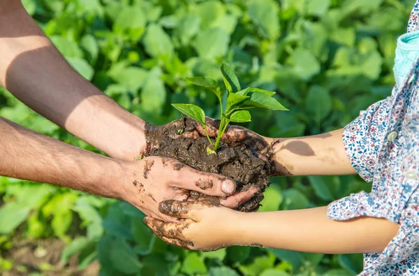 Anak dan ayah tanaman di kebun. Fokus selektif . — Stok Foto