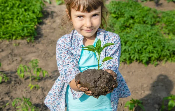 Tanaman anak dan tanaman berair di kebun. Fokus selektif . — Stok Foto