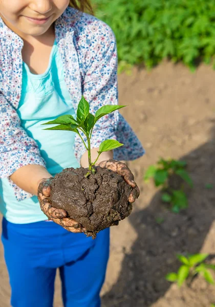 Tanaman anak dan tanaman berair di kebun. Fokus selektif . — Stok Foto