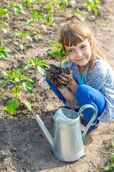 Tanaman anak dan tanaman berair di kebun. Fokus selektif . — Stok Foto