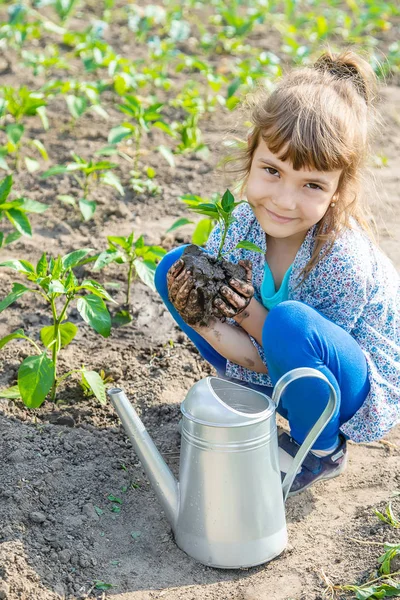 Tanaman anak dan tanaman berair di kebun. Fokus selektif . — Stok Foto