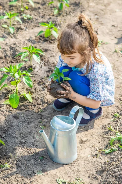 Tanaman anak dan tanaman berair di kebun. Fokus selektif . — Stok Foto