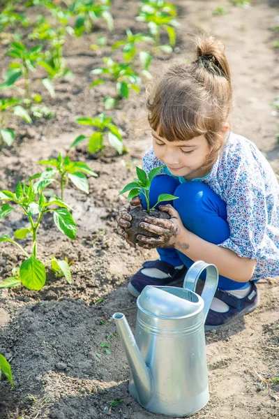 Tanaman anak dan tanaman berair di kebun. Fokus selektif . — Stok Foto