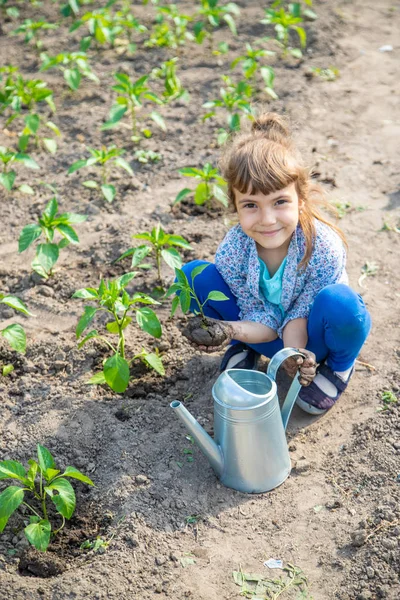 Tanaman anak dan tanaman berair di kebun. Fokus selektif . — Stok Foto