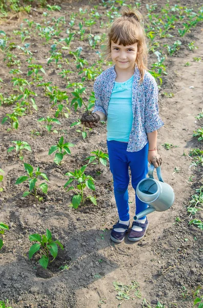 Tanaman anak dan tanaman berair di kebun. Fokus selektif . — Stok Foto
